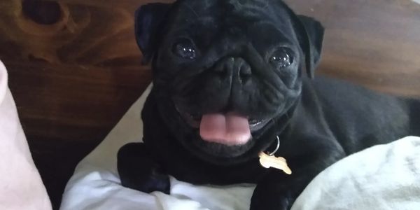 Black pug dog laying on bed