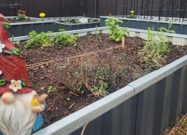 Raised garden beds with herbs and a garden gnome statue.