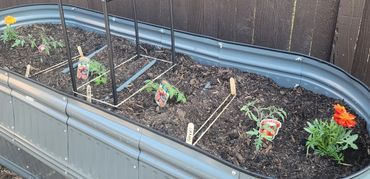 A raised garden bed with young tomato plants and marigold flowers.
