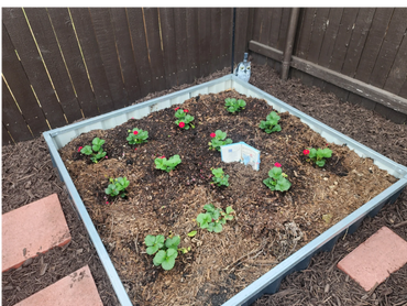 Raised garden bed with young strawberry plants and mulch, surrounded by a wooden fence.