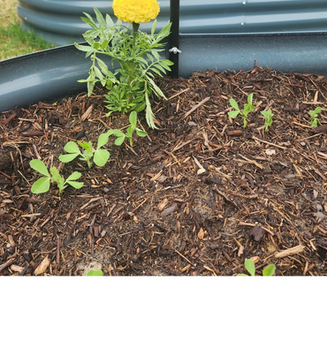 A yellow marigold flower growing in a raised garden bed with small seedlings around it.