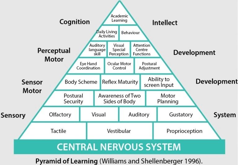 Pyramid illustrating learning process levels in the central nervous system.