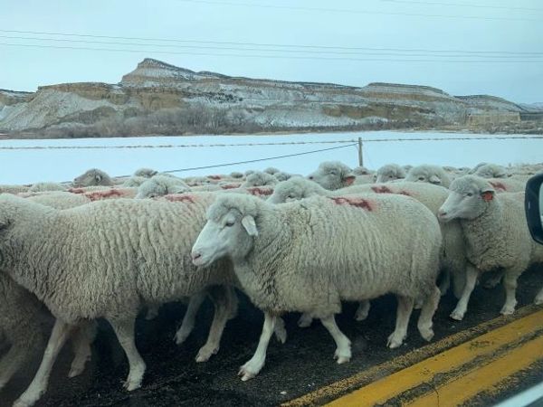 A flock of sheep walking on a road with rocky hills in the background.