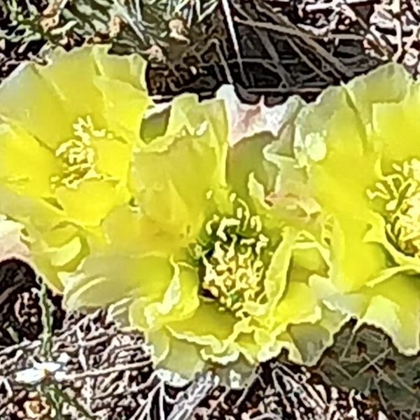 Cactus Flower