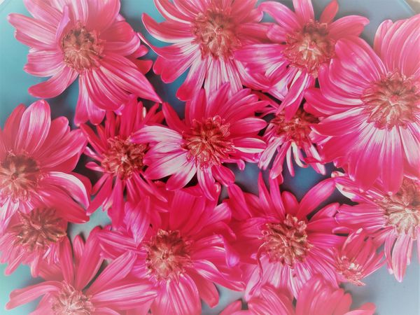 Bright pink flowers with brown centers on a blue surface.