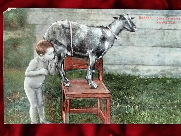 A child nursing from a goat standing on a chair in a grassy yard.