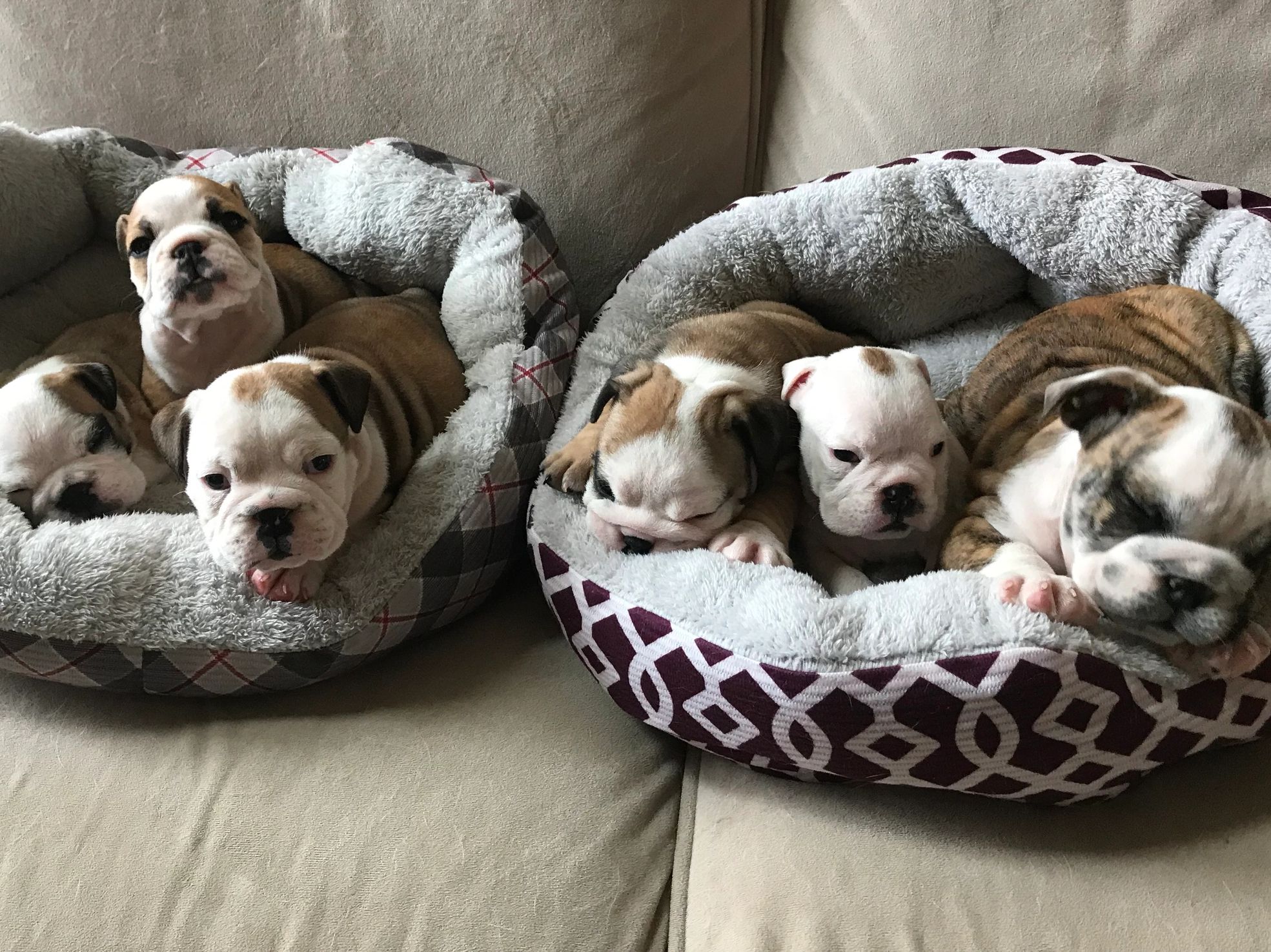 English bulldog puppies for sale in Texas