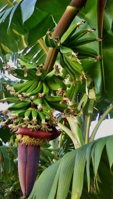 Close-up of unripe bananas growing on a banana plant.