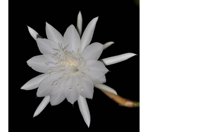 Dama De La Noche
