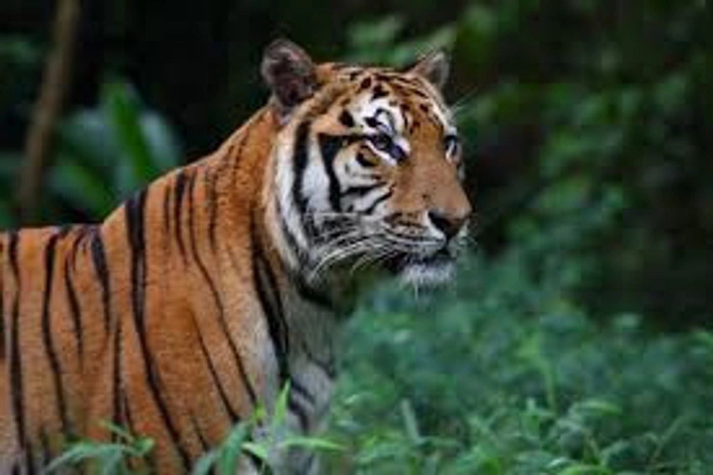 Tiger Safari Zoological Park Zoo Zoo To You Zoo Travelzoo