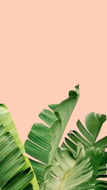 vegan Products