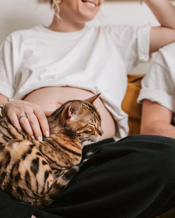 Bengals are a part of the family too