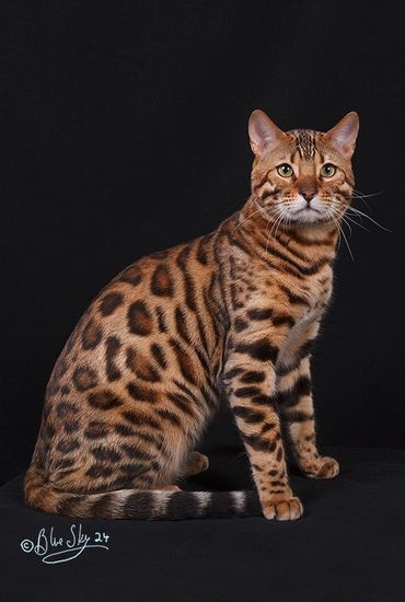 Show Quality Bengal