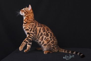 Show Quality Bengal Cat