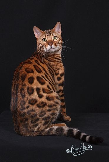 Bengal Show Cat