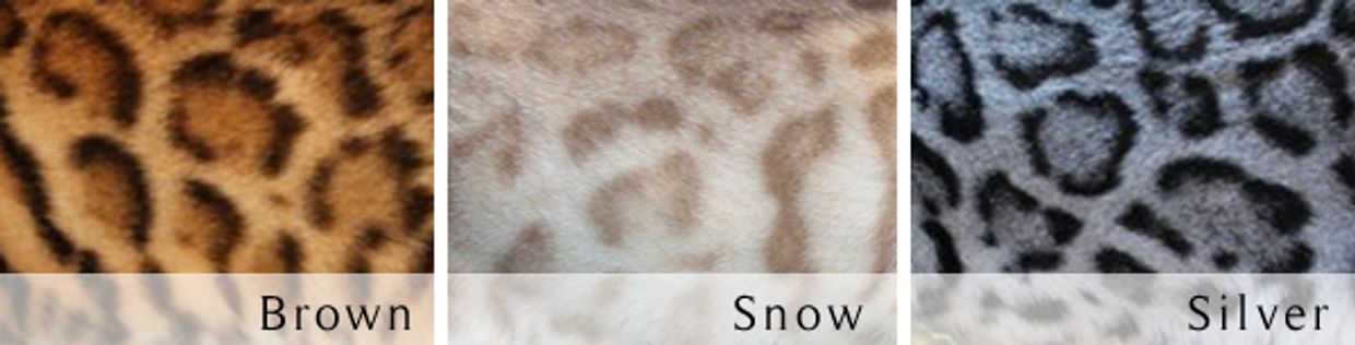 Brown, Silver, and Snow Bengals
