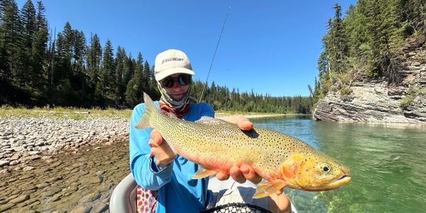 Person holding a large trout by a clear river on a sunny day.