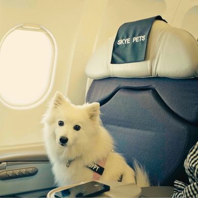 Poppy on our London - Melbourne flight