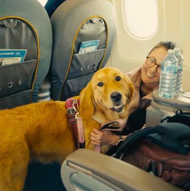 Millie the golden retriever