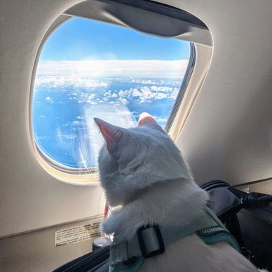 cat friendly flights