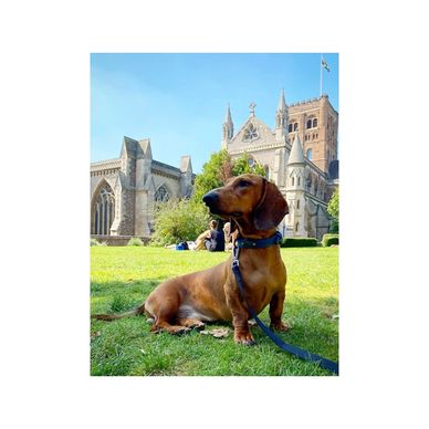 Dachshund Architectural assistant studio helper St Albans Cathedral