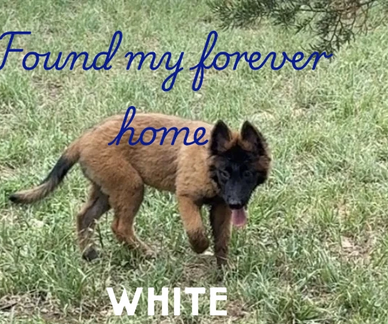 dog playing in field