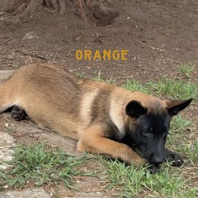 puppy for adoption