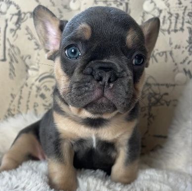 Blue with tan points AKC french bulldog. Fluffy carrier.