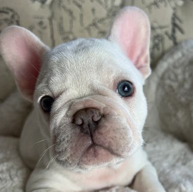 Platinum lilac merle with tan points french bulldog. AKC french bulldog puppy.