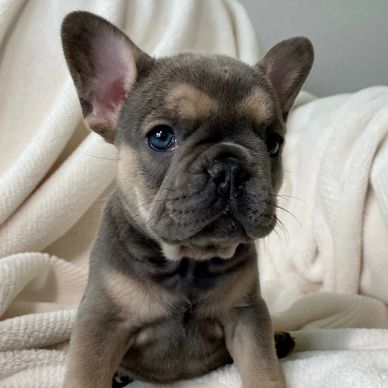 Blue fawn AKC french bulldog puppy
