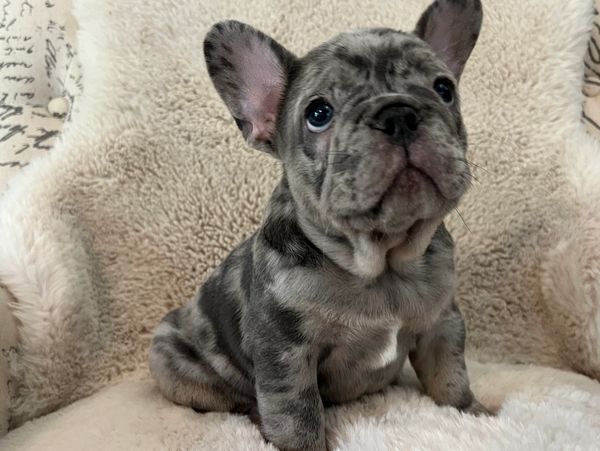 Blue merle french bulldog puppy. AKC french bulldog.