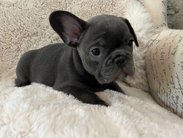 Blue french bulldog puppy. AKC french bulldog.