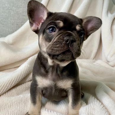 Exotic chocolate cocoa and tan AKC french bulldog puppy