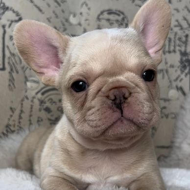 Black with tan tips merle covered in cream. AKC french bulldog puppy.
