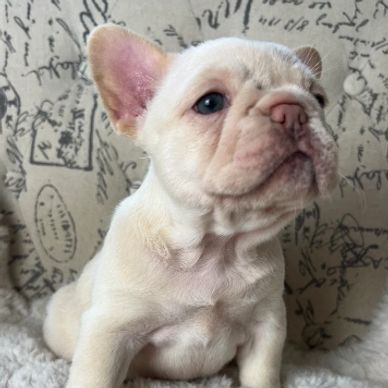 Cocoa cream merle AKC french bulldog. Fluffy carrier.