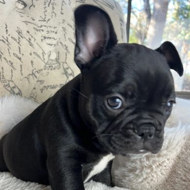 Black with tan points french bulldog. AKC french bulldog puppy.