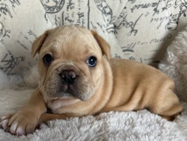 Cream french bulldog puppy. AKC french bulldog.