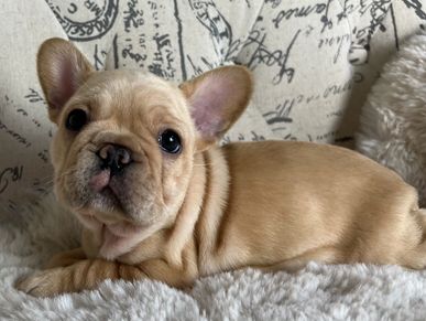 Cream french bulldog puppy. AKC french bulldog.
