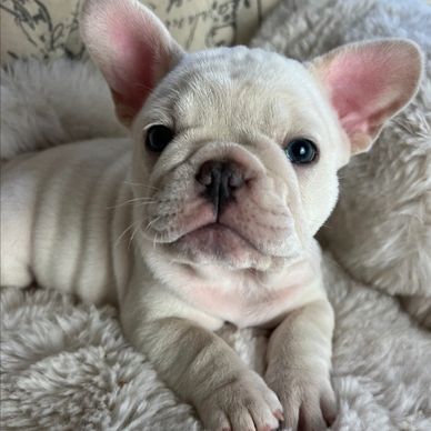 AKC french bulldog puppy. Cream french bulldog.