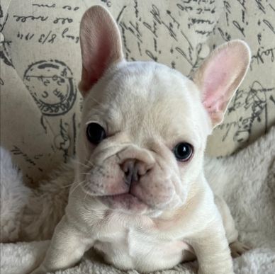 Cream french bulldog. AKC french bulldog puppy.
