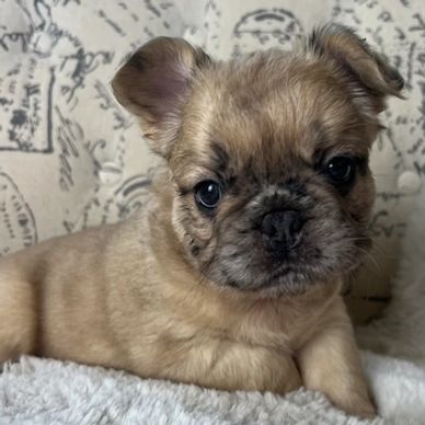 Fluffy fawn merle AKC french bulldog. Long-haired.