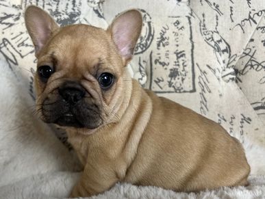 Fawn french bulldog puppy. AKC french bulldog.