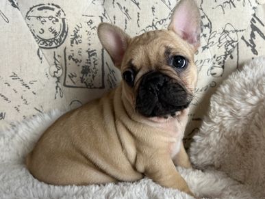 Fawn french bulldog puppy. AKC french bulldog.
