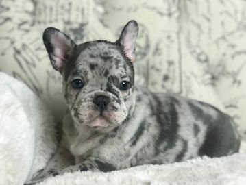 Blue merle french bulldog puppy (exotic color). AKC french bulldog.