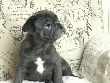Blue french bulldog puppy (exotic color). AKC french bulldog.
