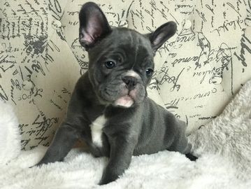 Blue french bulldog puppy (exotic color). AKC french bulldog.