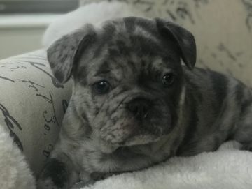 Blue merle french bulldog puppy (exotic color). AKC french bulldog.