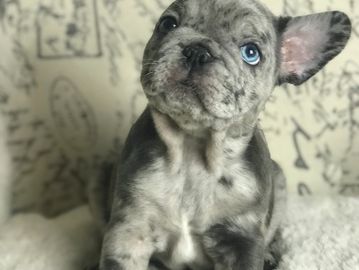 Blue merle french bulldog puppy (exotic color). AKC french bulldog.
