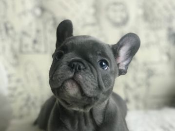 Blue french bulldog puppy (exotic color). AKC french bulldog.