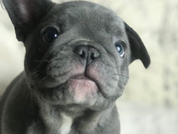 Blue french bulldog puppy (exotic color). AKC french bulldog.